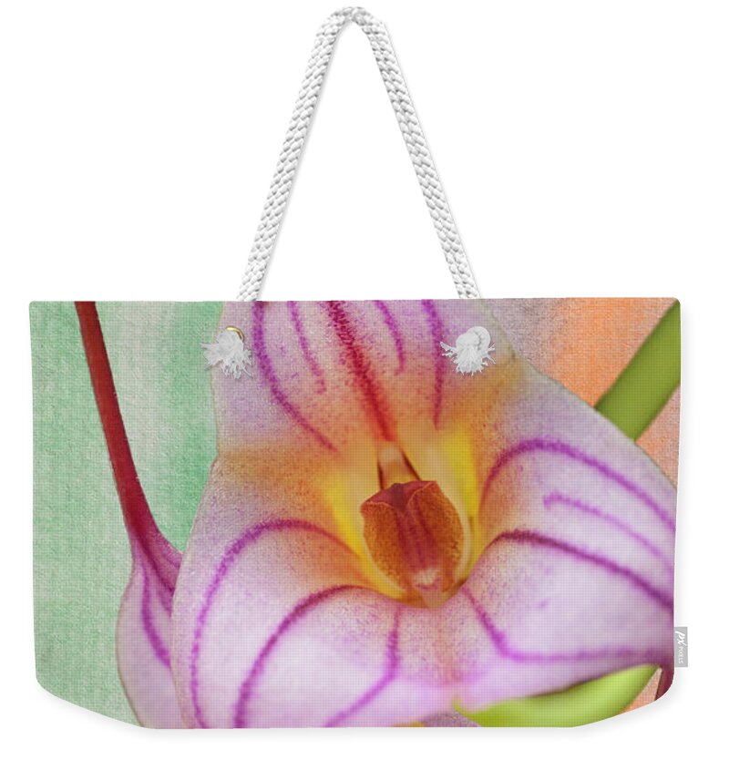 Orchid Weekender Tote Bag featuring the photograph Masdevallia Orchid Pink Stripes by Heiko Koehrer-Wagner
