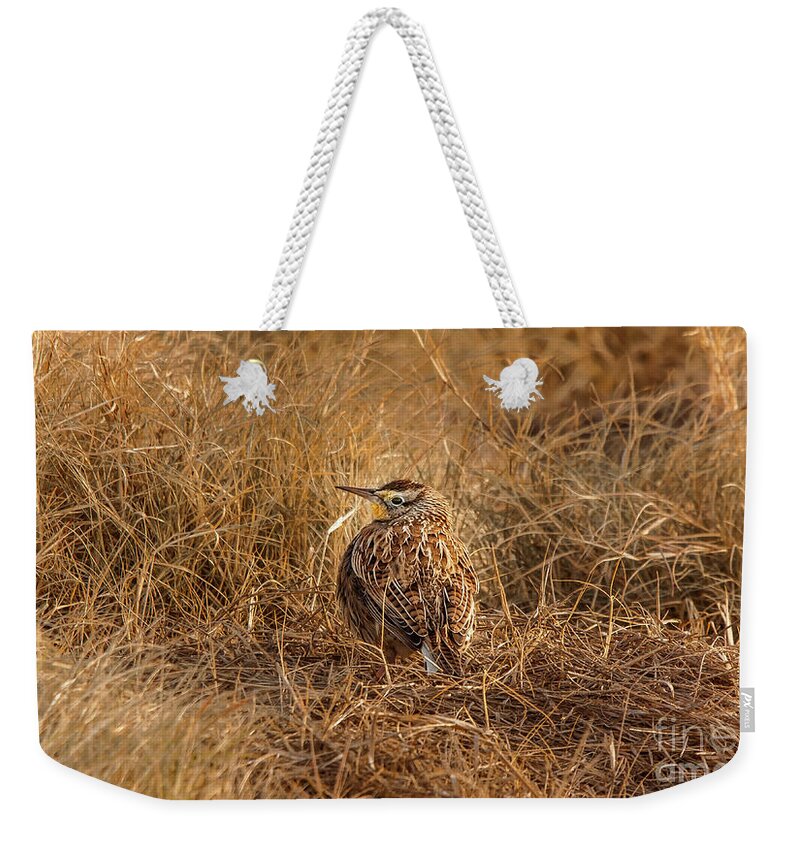 Animal Weekender Tote Bag featuring the photograph Meadowlark Hiding In Grass by Robert Frederick
