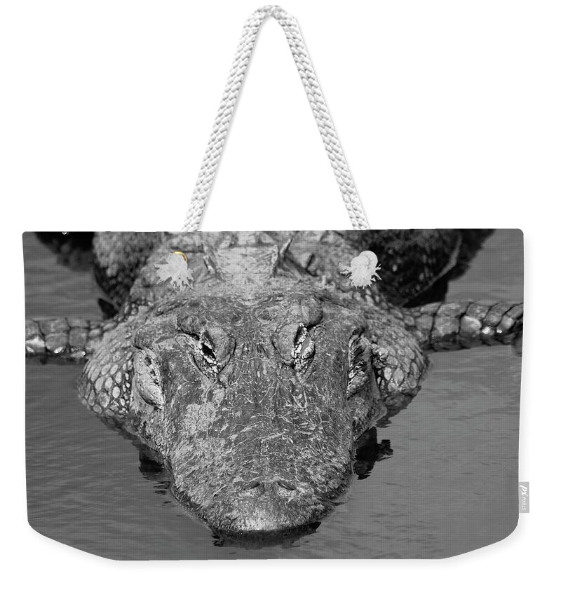 Photo For Sale Weekender Tote Bag featuring the photograph Meet Me For Lunch by Robert Wilder Jr