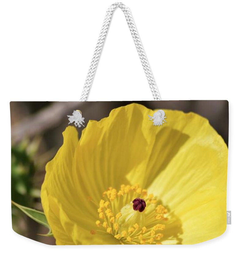 Mexican Poppy Light Weekender Tote Bag featuring the photograph Mexican Poppy Light by Warren Thompson
