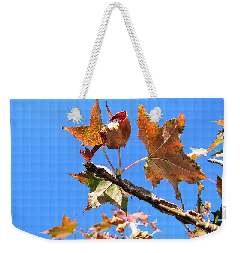 Oak Leaves Weekender Tote Bag featuring the photograph Mid-Winter Oak Leaves 000  by Christopher Mercer