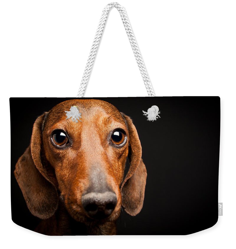 Mike Weekender Tote Bag featuring the photograph Mike the Dachshund by SR Green