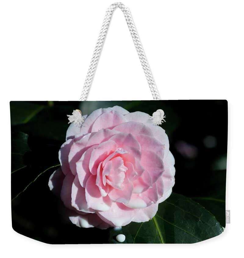 Nature Weekender Tote Bag featuring the photograph Milk drop by Helga Novelli