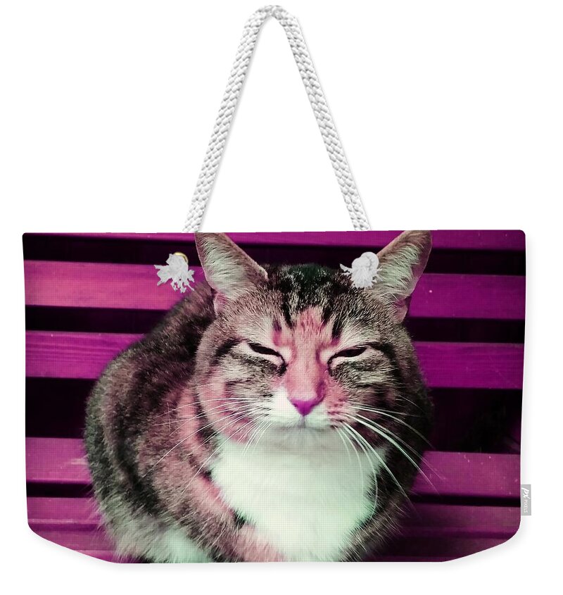 Cat Weekender Tote Bag featuring the photograph Mindful Cat in Pink by Rowena Tutty