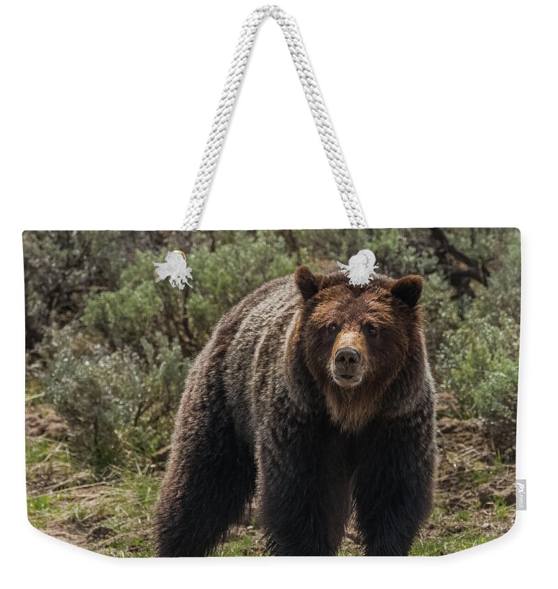 Little Valley Girl Weekender Tote Bag featuring the photograph Miss Personality by Yeates Photography