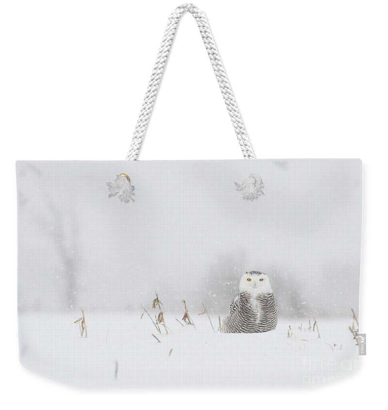 Snowy Owls Weekender Tote Bag featuring the photograph Miss snowy owl and her snowflakes by Heather King