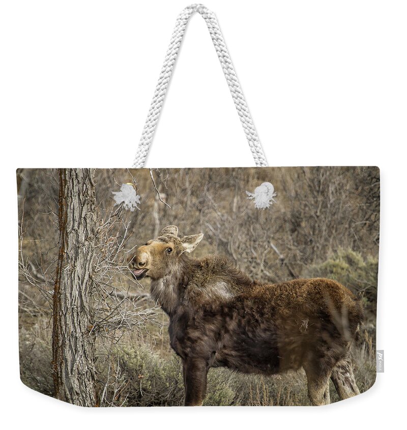 Moose Weekender Tote Bag featuring the photograph Mmm mmm Good by Belinda Greb