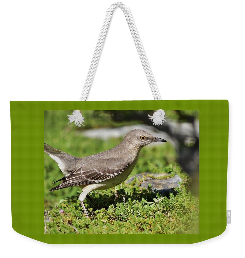 Linda Brody Weekender Tote Bag featuring the photograph Mockingbird Foraging 1 by Linda Brody