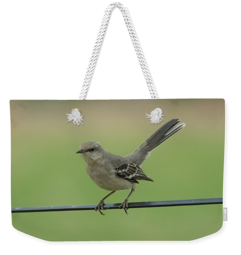 Jan Weekender Tote Bag featuring the photograph Mockingbird by Holden The Moment