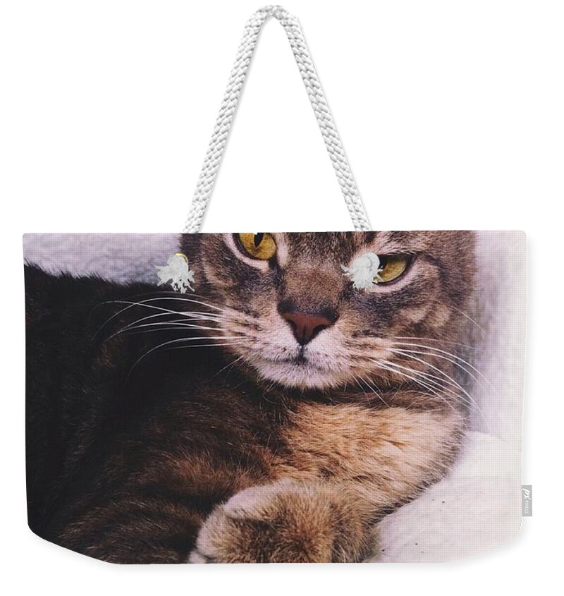 Kitty Weekender Tote Bag featuring the photograph Model Kitty by Annie Walczyk