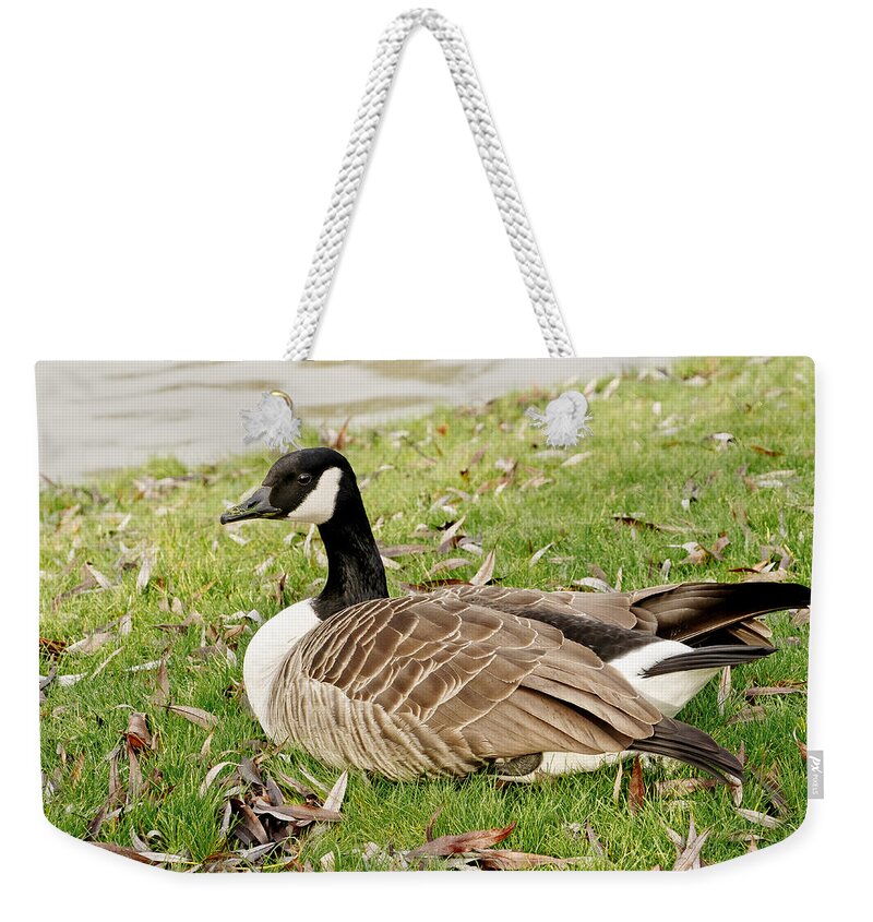Goose Weekender Tote Bag featuring the photograph Modest Beauty by Elena Perelman