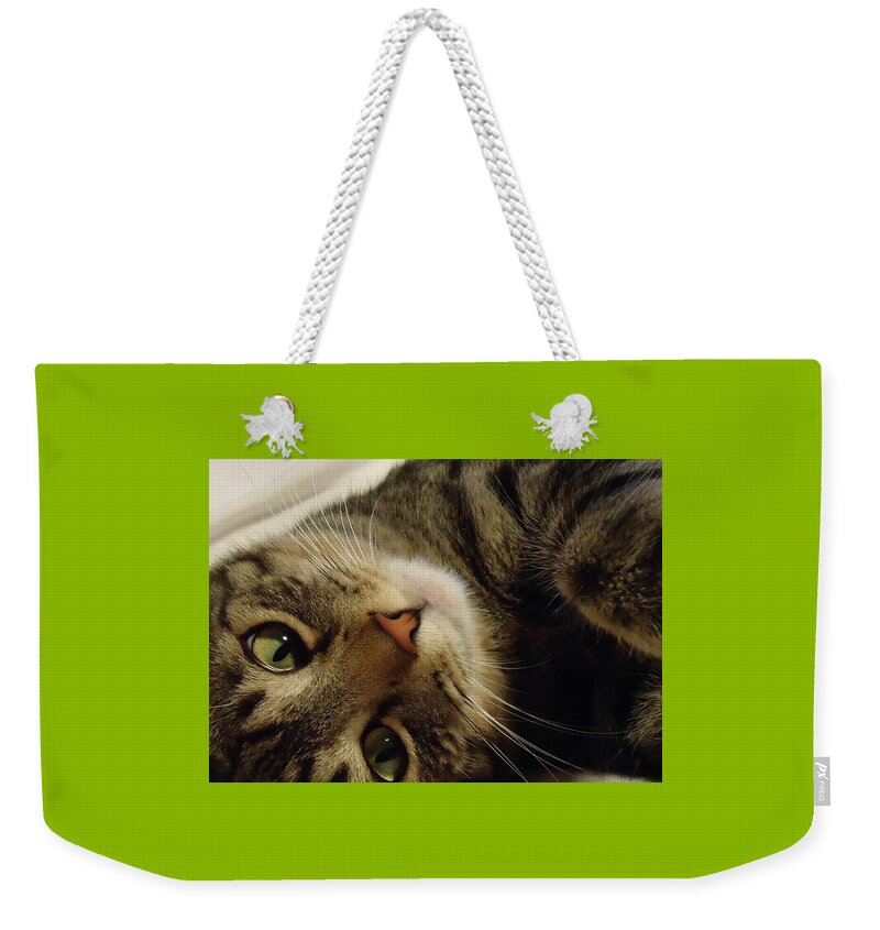 Cat Weekender Tote Bag featuring the photograph Mom Likes Me Best by Leslie Manley