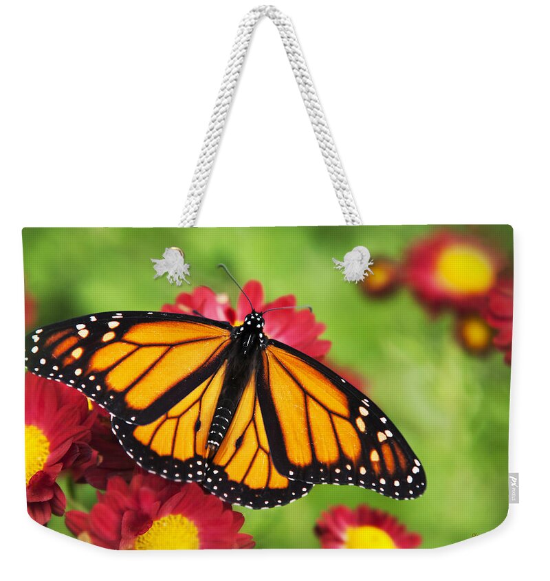 Monarch Butterfly Weekender Tote Bag featuring the photograph Monarch Butterfly on Red Mums by Christina Rollo