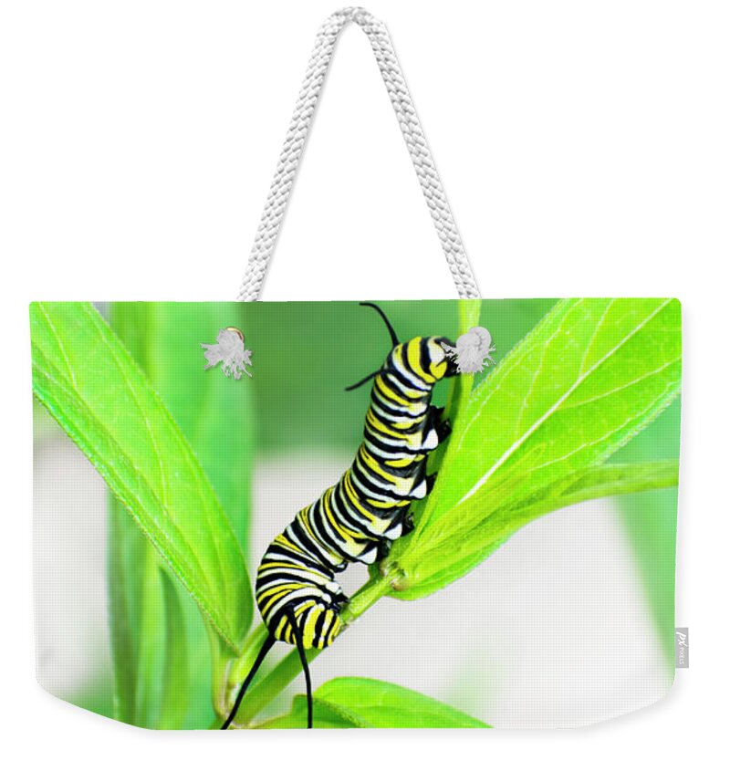 Monarch Caterpillar Weekender Tote Bag featuring the photograph Monarch Caterpillar by Christina Rollo
