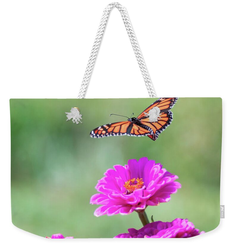 Butterfly Flying Flight Mid-air Mid Air Monarch Inset Butterflies Flowers Garden Botany Botanical Outside Outdoors Nature Natural Brian Hale Brianhalephoto Ma Mass Massachusetts Newengland New England U.s.a. Usa Weekender Tote Bag featuring the photograph Monarch in Flight 2 by Brian Hale