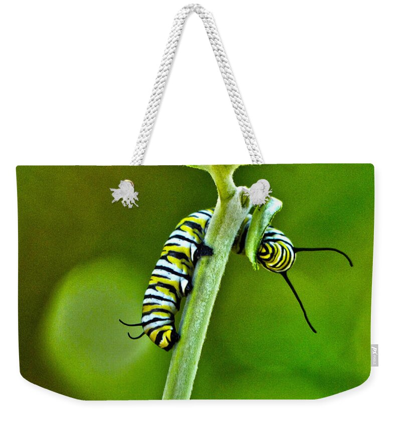 Monarch Weekender Tote Bag featuring the photograph Monarch Munchies by Ann Ranlett