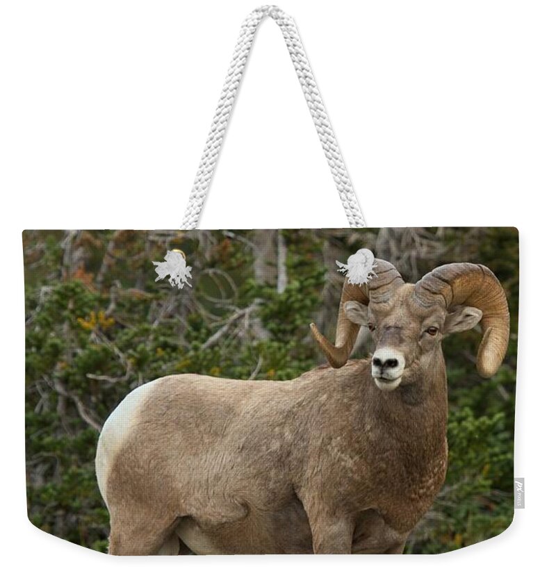 Bighorn Sheep Weekender Tote Bag featuring the photograph Montana Bighorn Portrait by Adam Jewell