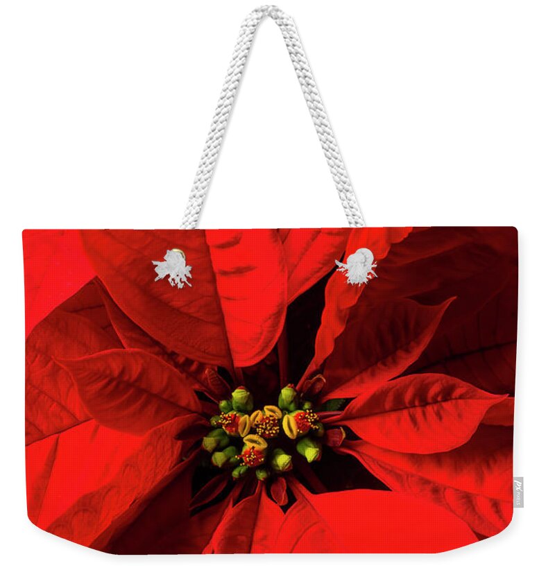 Red Poinsettia Weekender Tote Bag featuring the photograph Moody poinsettia by Garry Gay