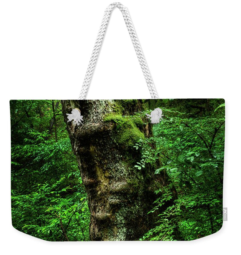 Maryland Weekender Tote Bag featuring the photograph Moody Tree in Forest by Dennis Dame