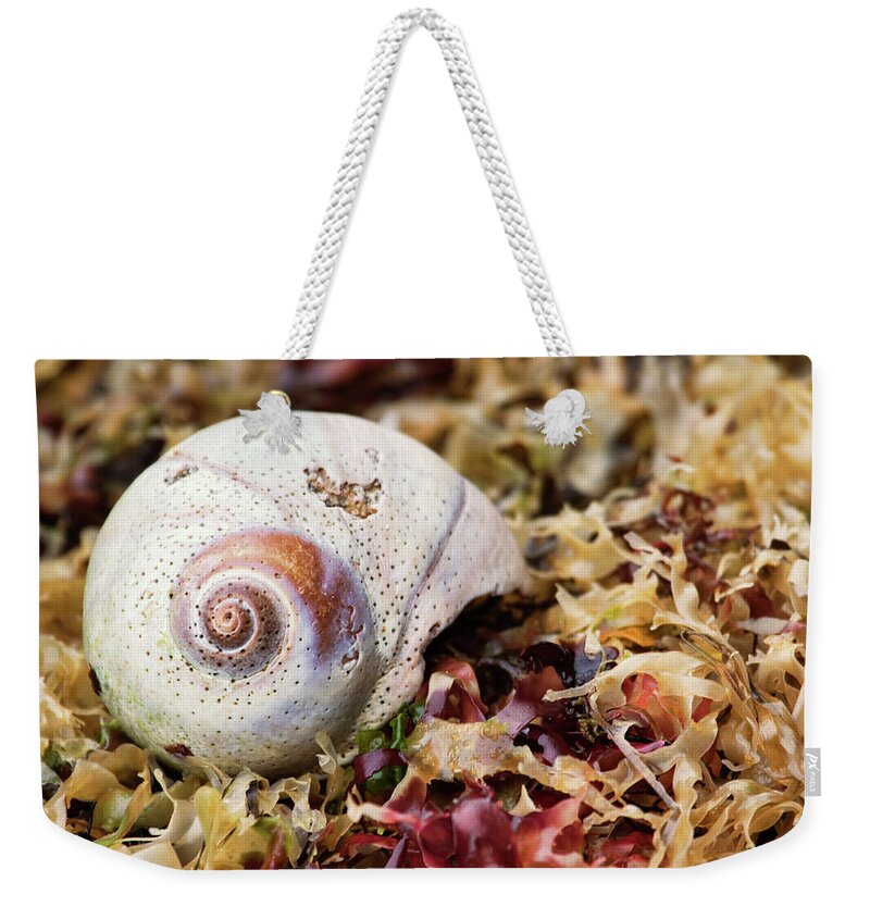 Moon Snail Weekender Tote Bag featuring the photograph Moon Snail Shell on Kelp Bed by Peggy Collins