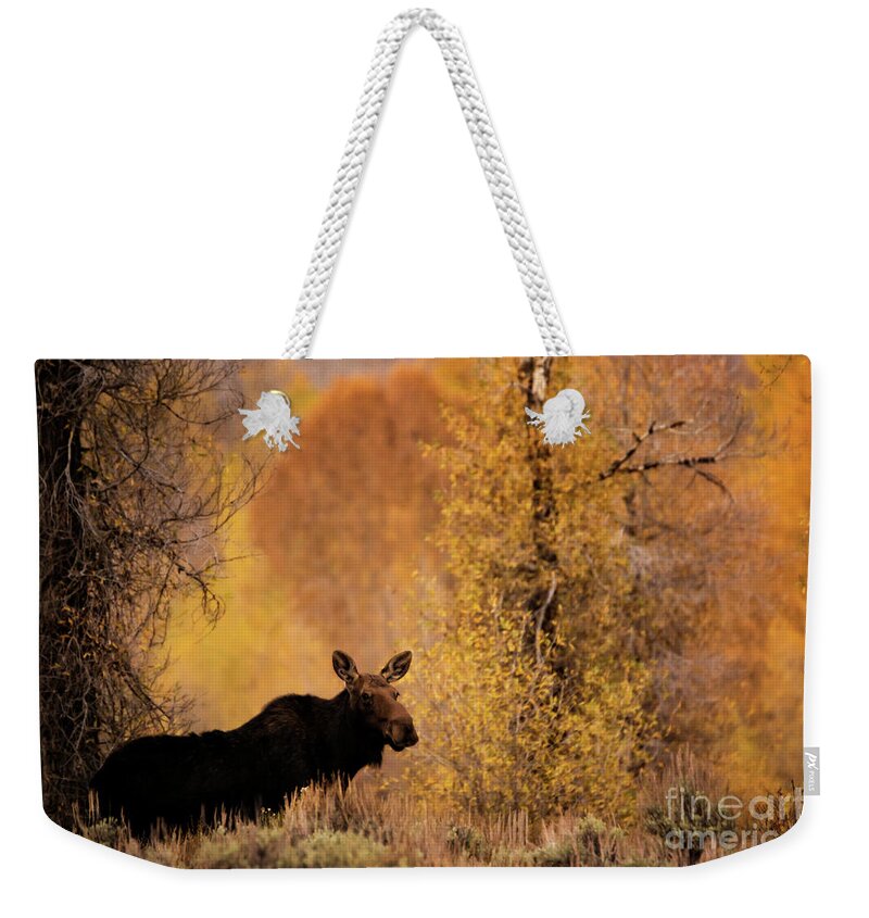 Moose Calf In The Tetons Weekender Tote Bag featuring the photograph Moose Calf in the Tetons by Priscilla Burgers