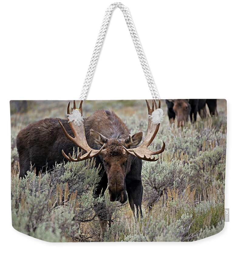Moose Weekender Tote Bag featuring the photograph Moose in the Sage by Jean Clark