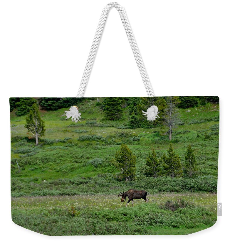 Moose Weekender Tote Bag featuring the photograph Moose on the Loose by Tranquil Light Photography