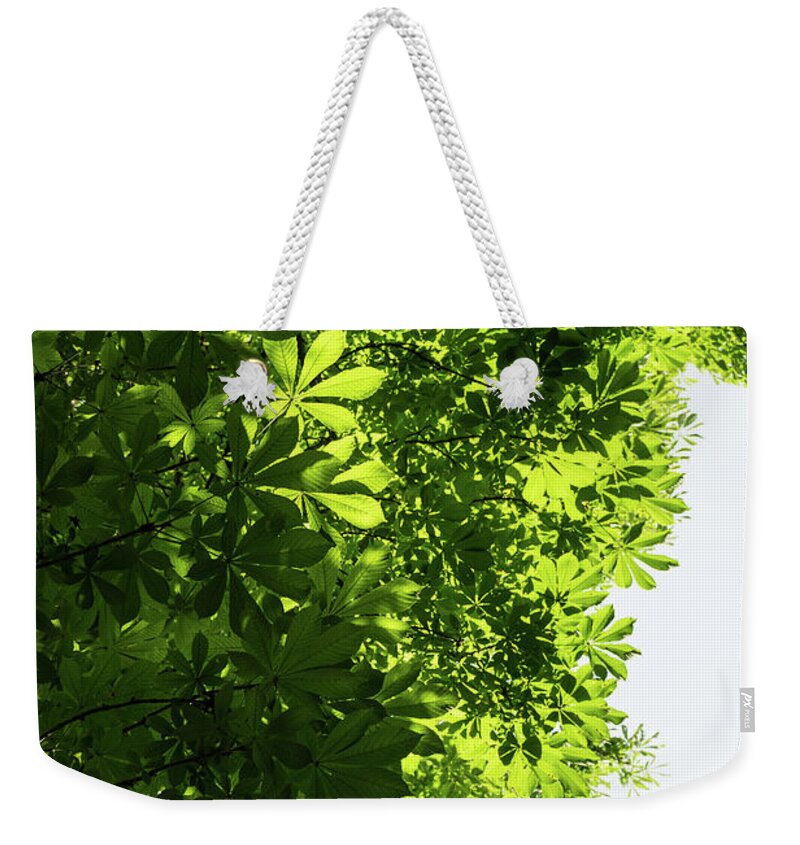 Georgia Mizuleva Weekender Tote Bag featuring the photograph More Than Fifty Shades Of Green - Sunlit Chestnut Leaves Patterns - Vertical Left Two by Georgia Mizuleva