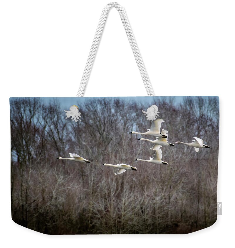 Nature Weekender Tote Bag featuring the photograph Morning Flight of Tundra Swan by Donald Brown