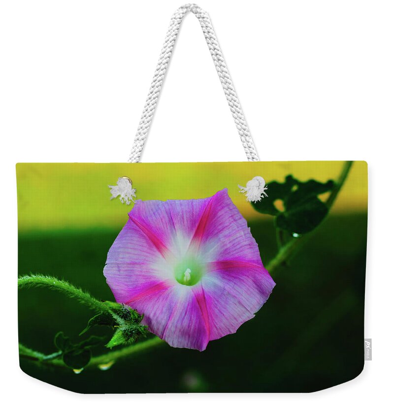Morning Glory Weekender Tote Bag featuring the photograph Morning Glory At Sunrise by Mountain Dreams