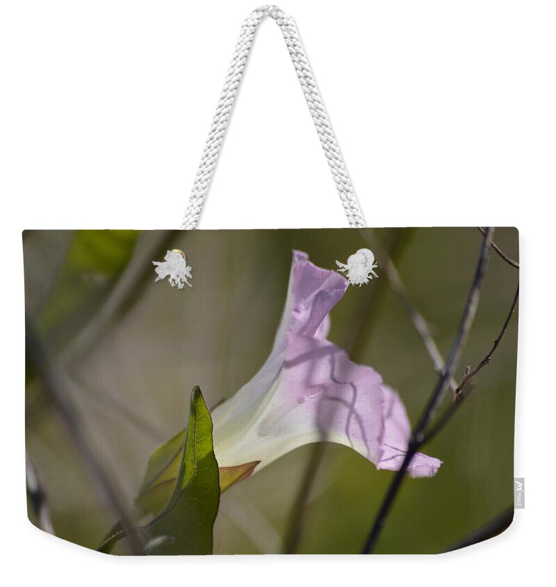 Morning Glory Light And Shadows Weekender Tote Bag featuring the photograph Morning Glory Light and Shadows by Warren Thompson
