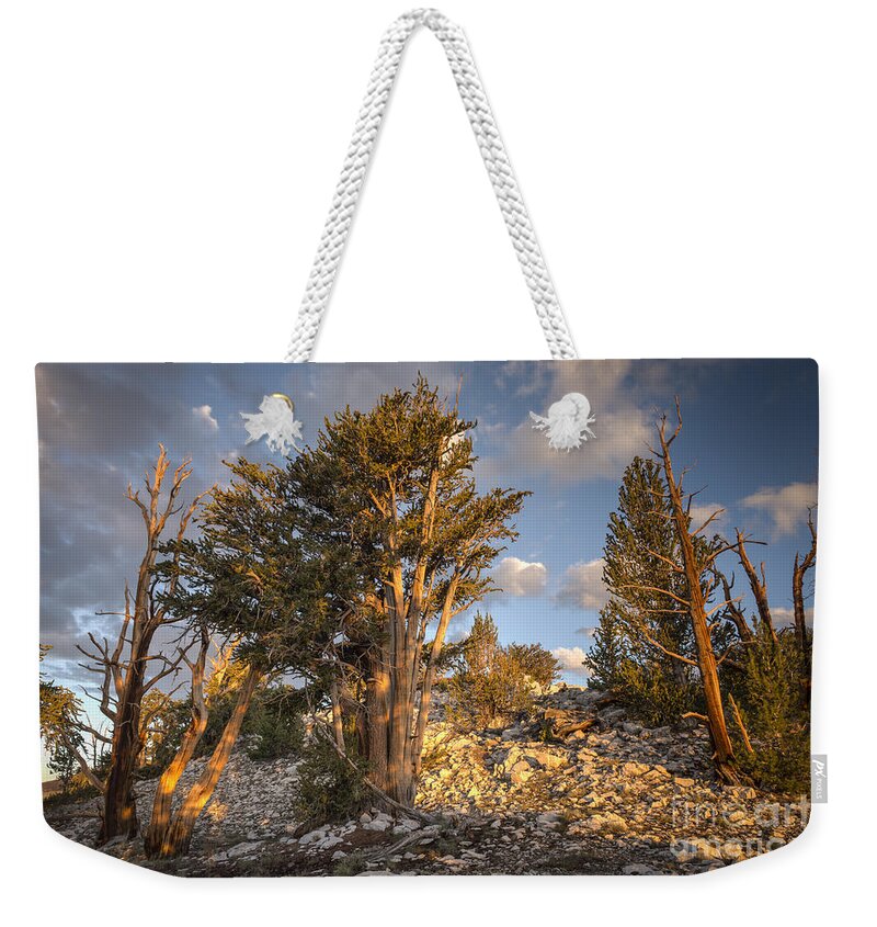 White Mountains Weekender Tote Bag featuring the photograph Morning in the White Mountains by Jennifer Magallon
