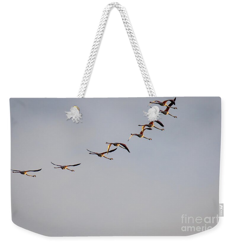 Animalia Weekender Tote Bag featuring the photograph Morning Over The Lagoon by Jivko Nakev