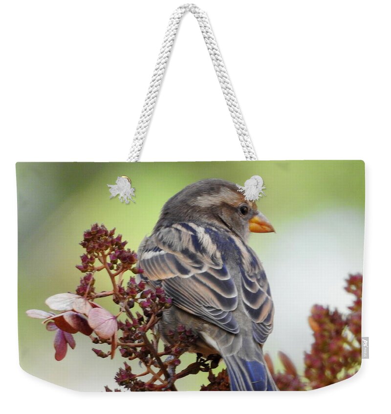 Wren Weekender Tote Bag featuring the photograph Morning Rest by Betty-Anne McDonald