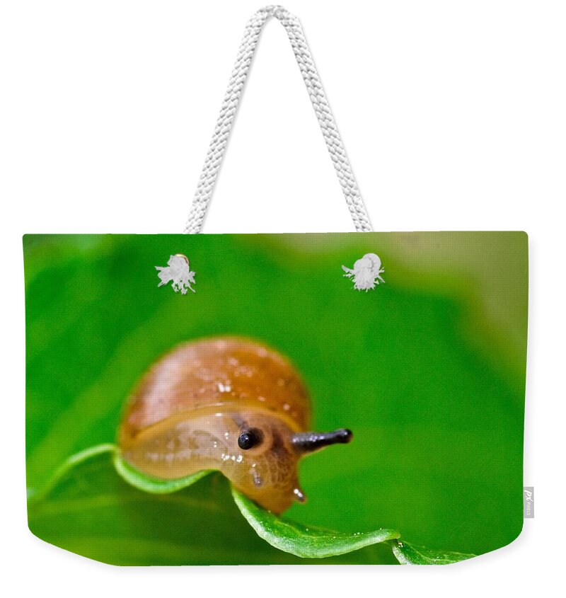 Wall Art Weekender Tote Bag featuring the photograph Morning Snail by Jeffrey PERKINS