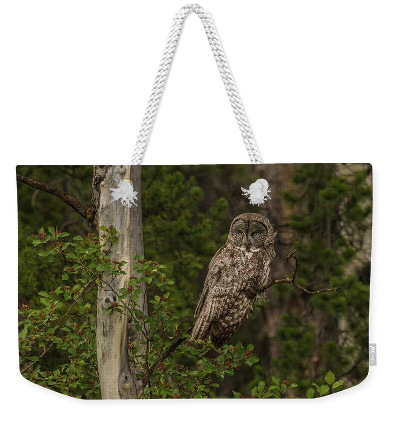 Morning Weekender Tote Bag featuring the photograph Morning Sun On A Great Grey by Yeates Photography