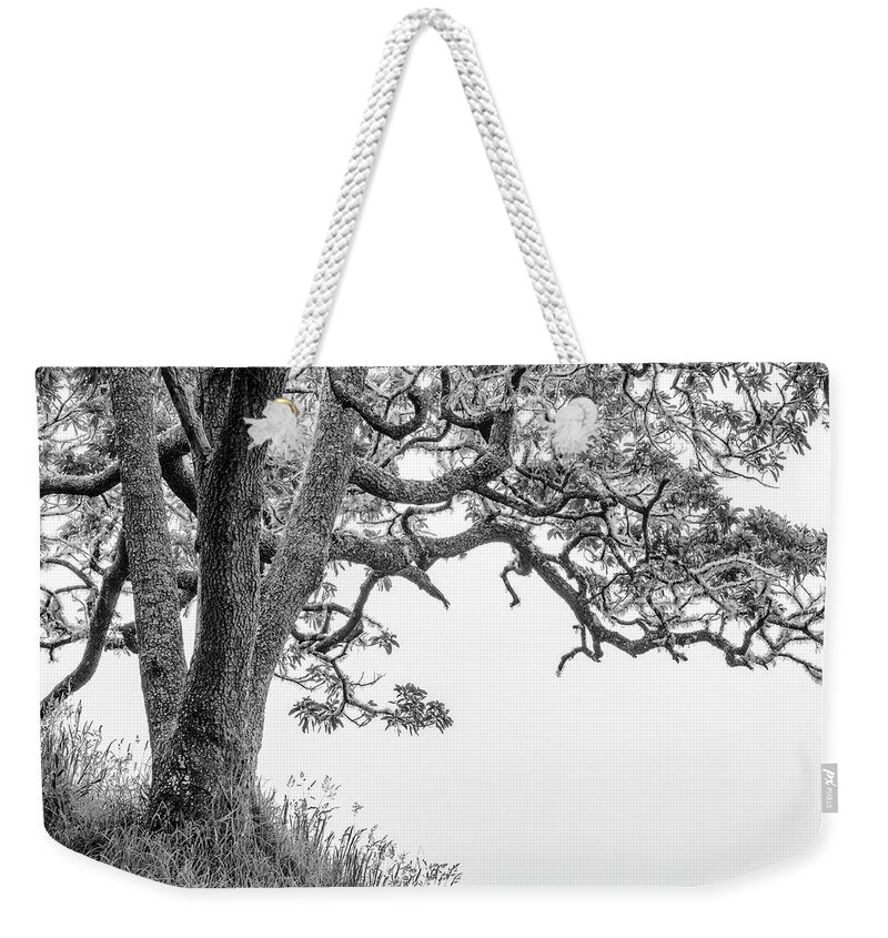 Mossy Tree Weekender Tote Bag featuring the photograph Mossy Tree by Christopher Johnson