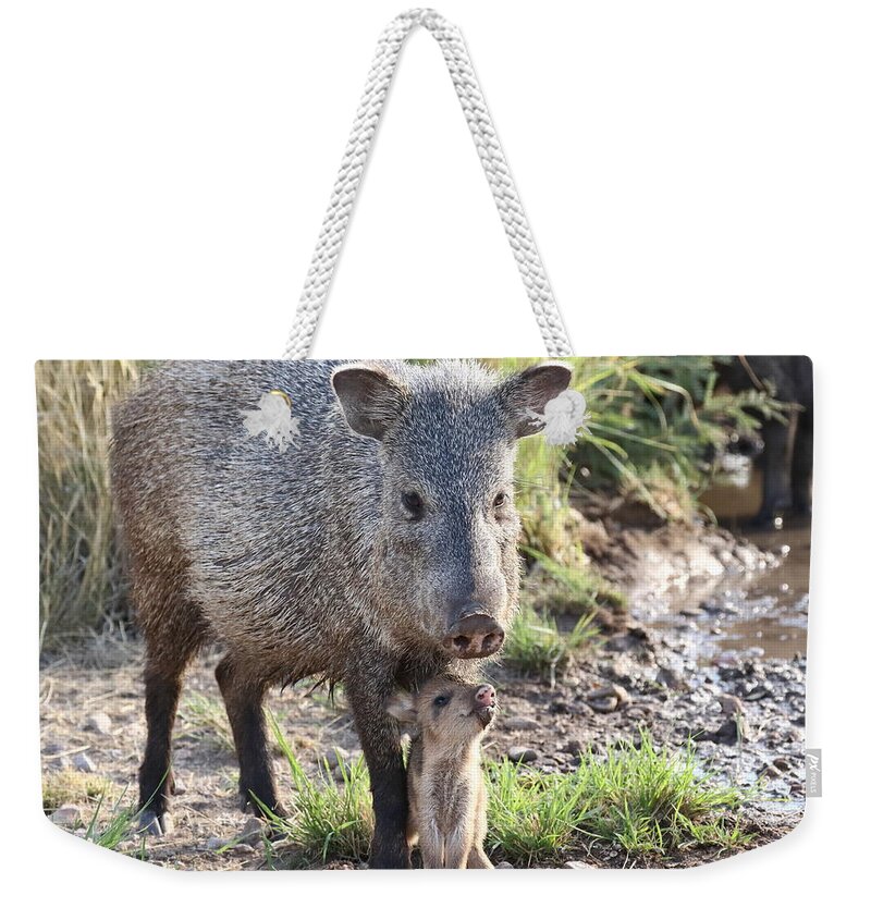 Arizona Weekender Tote Bag featuring the photograph Mother and Baby Javelina by Steve Wolfe