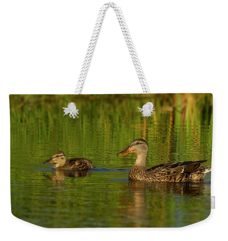 Jean Noren Weekender Tote Bag featuring the photograph Mother and Child Mallards by Jean Noren