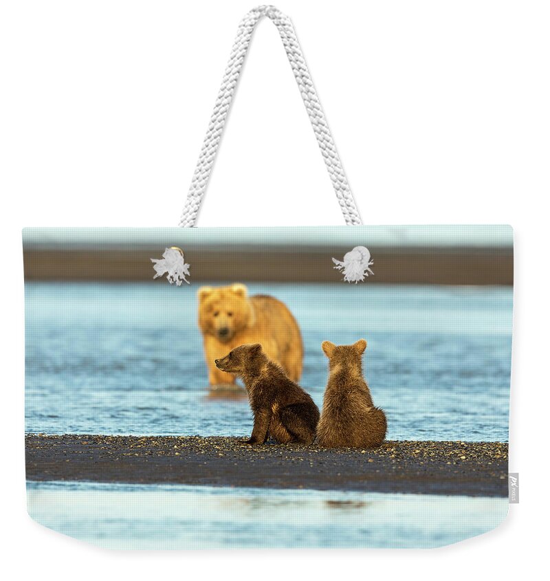 Grizzly Bear Weekender Tote Bag featuring the photograph Mother Gazing at her Cubs by Mark Harrington