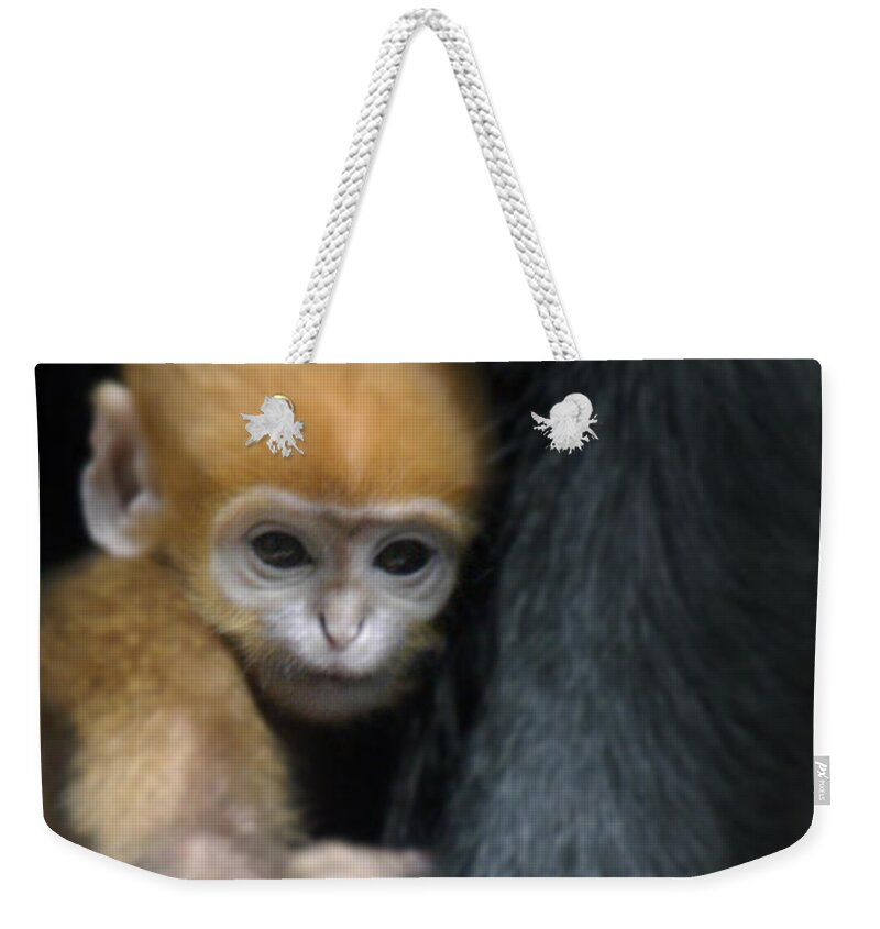 Baby Weekender Tote Bag featuring the photograph Motherhood - Primate by DArcy Evans