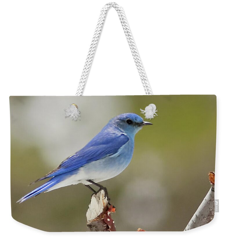 Mountain Bluebird Weekender Tote Bag featuring the photograph Mountain Bluebird in Colorado by Natural Focal Point Photography