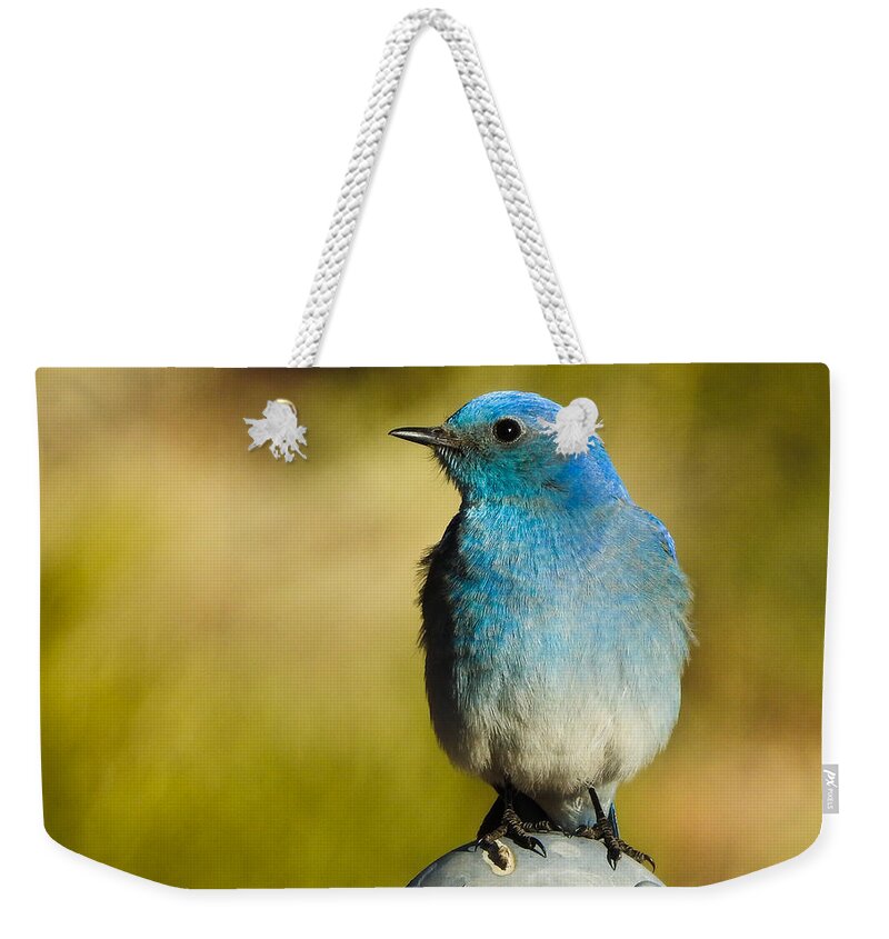 Bird Weekender Tote Bag featuring the photograph Mountain Bluebird Male by Mindy Musick King