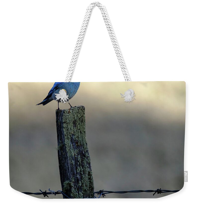 Apache-sitgreaves Nf Weekender Tote Bag featuring the photograph Mountain Bluebird on Wood Fence Post by Mary Lee Dereske