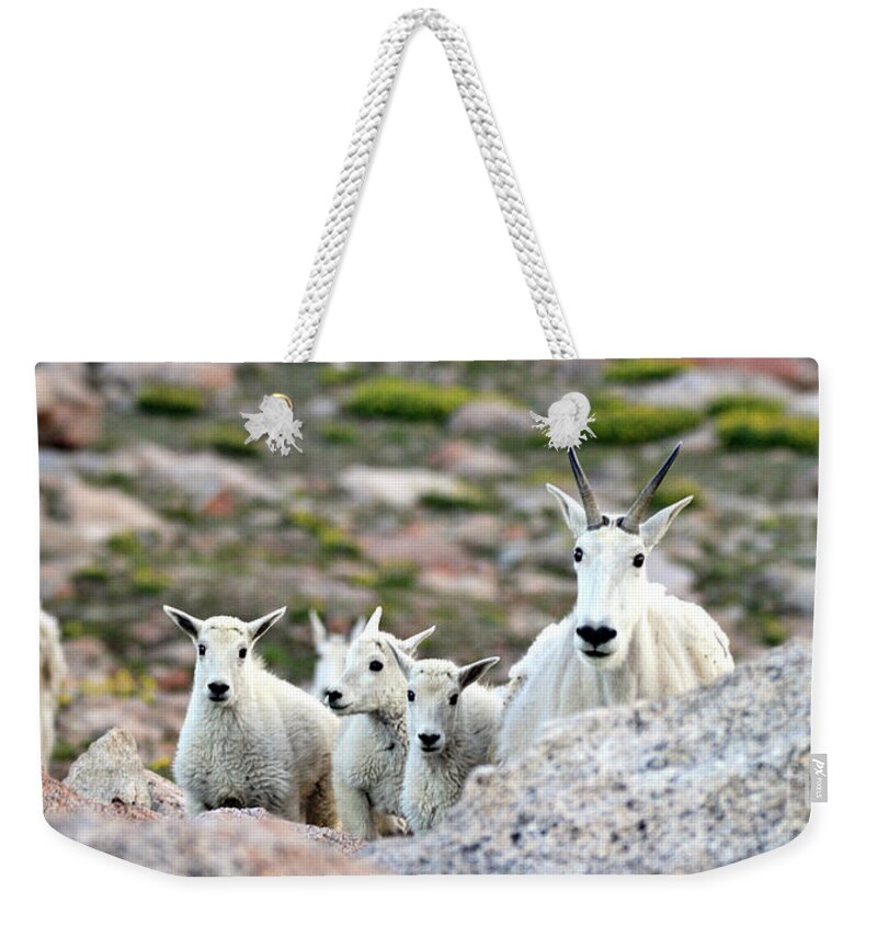 Mountain Goat Weekender Tote Bag featuring the photograph Mountain Goat Family Panorama by Scott Mahon