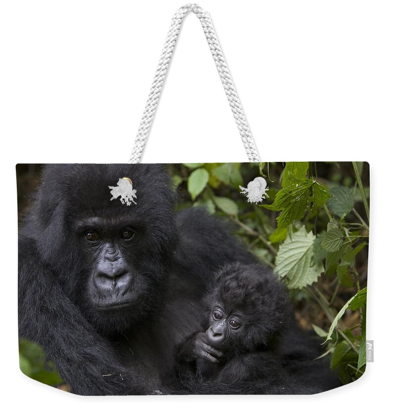 00761223 Weekender Tote Bag featuring the photograph Mountain Gorilla Mother Holding 3 Month by Suzi Eszterhas