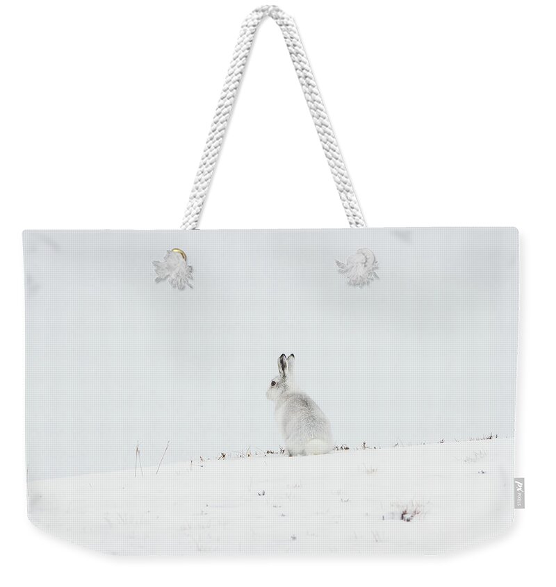 Mountain Weekender Tote Bag featuring the photograph Mountain Hare Sat In Snow by Pete Walkden