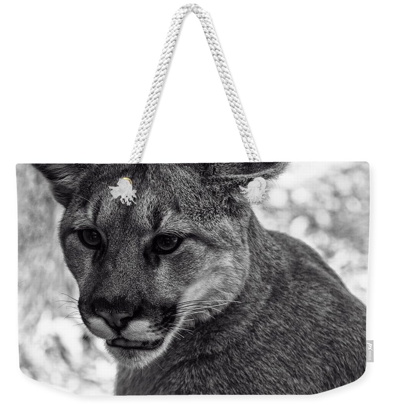 Animals Weekender Tote Bag featuring the photograph Mountain Lion BW by Flees Photos