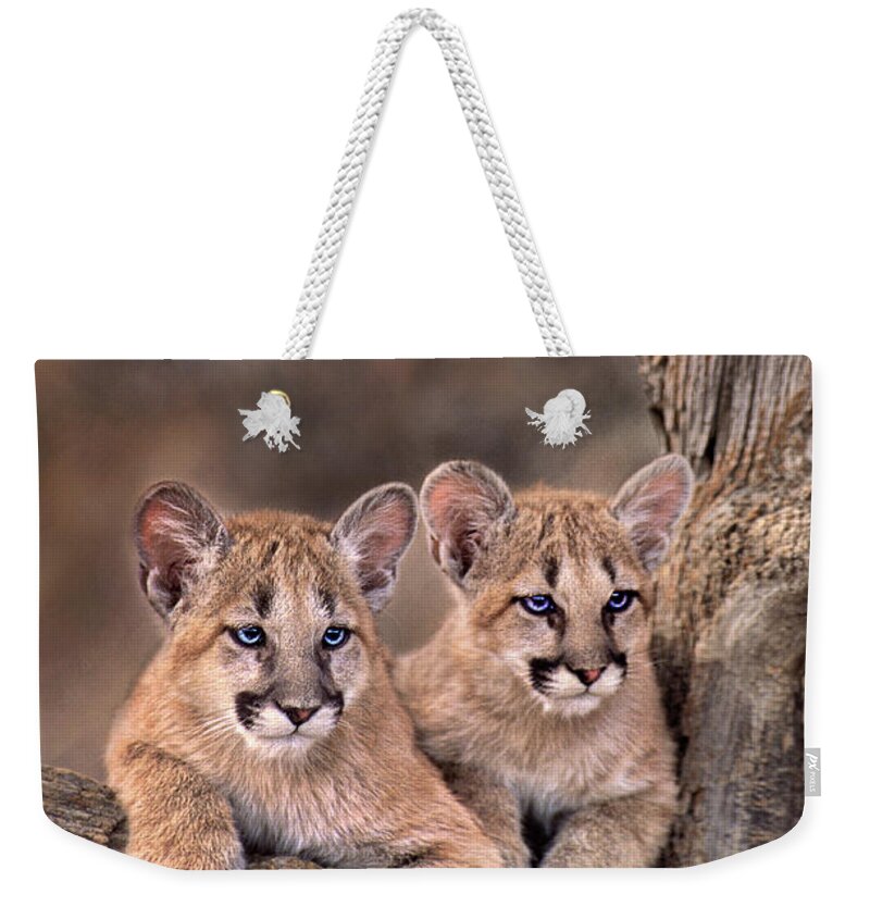 Dave Welling Weekender Tote Bag featuring the photograph Mountain Lion Cubs Felis Concolor Captive by Dave Welling