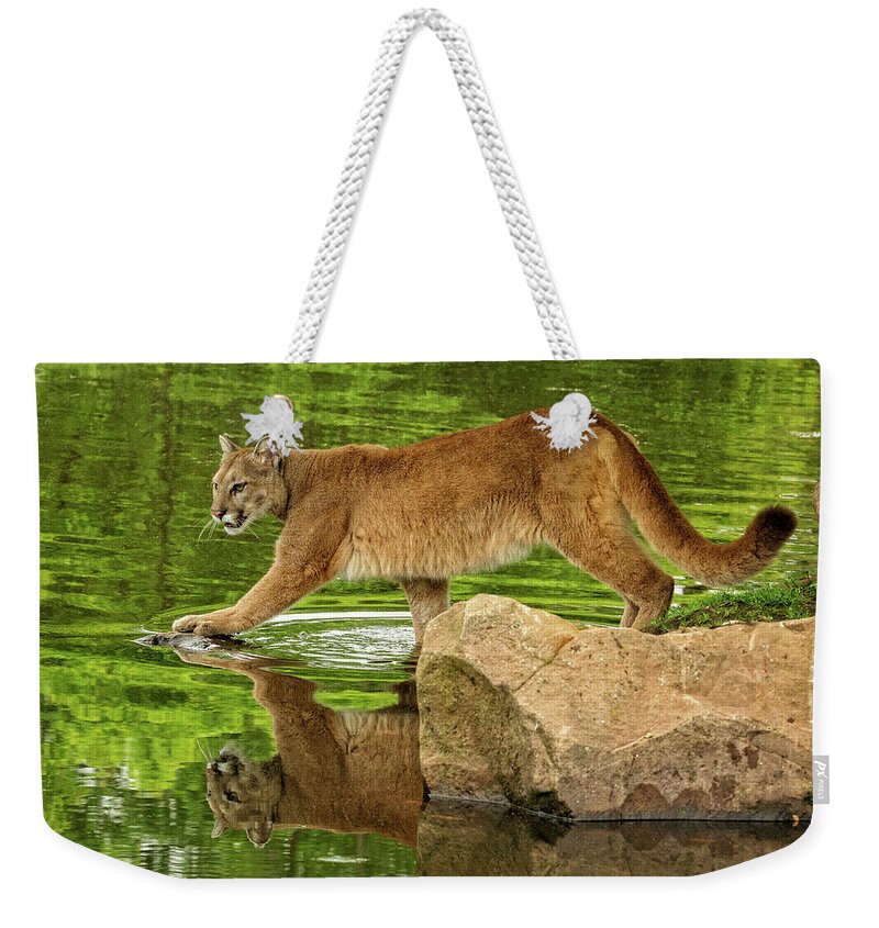 Mountain Lion Weekender Tote Bag featuring the photograph Mountain Lion in River by Steven Upton
